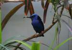 Trkisnaschvogel (Cyanerpes cyaneus) eine Art Trkisvogel,30.3.2008 Stuttgart