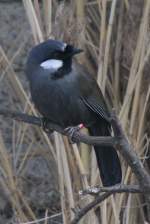 Weiohrhherling (Garrulax chinensis) im Tierpark Berlin.