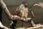 Waldhherling (Garrulax ocellatus) im Tierpark Berlin.