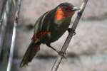 Karminflgelhherling (Liocichla phoenicea) im Tierpark Berlin.