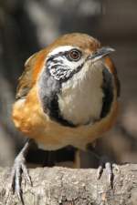 Brustbandhherling (Garrulax pectoralis) im Tierpark Berlin.