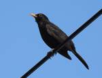 AMSEL AUF DB-OBERLEITUNGSDRAHT  Mit den Rabenvgeln sind die Amseln sehr hufig auf Oberleitungsdrhten der Bahn whrend einer  Flugpause zu beobachten,wie hier am 29.5.2020 in