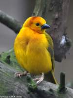 Genickbandweber (Textor castaneiceps) im Zoo Osnabrck (2012).