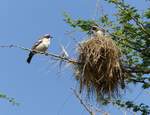 Mahali-Webervögel ( Plocepasser mahali ) an ihren Nest in einer Hotel Anlage In Abar Minch ( Ähiopien ) am 1.5.2019