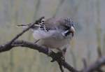 Das Schnurrbrtchen (Sporopipes squamifrons) ist ein 10 cm groer Webervogel, der aus dem sdlichen Afrika.