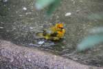 Ein Genickbandweber (Ploceus castaneiceps) beim Baden.