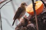 Weiblicher Flammen-Wida (Euplectes hordeaceus) beim Saft trinken.