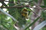 Genickbandweber (Ploceus castaneiceps) beim Nestbau.