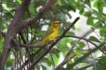 Genickbandweber (Ploceus castaneiceps) beim Suchen von Nestmaterial.