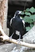 Fltenvogel (Gymnorhina tibicen) am 3.10.2010 im Bird Kingdom in Niagara Falls,Ontario.