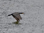 Ein Kormoran im Tiefflug ber den Rhein.