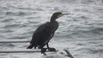 Ein Kormoran (Phalacrocorax carbo) am 27.09.22 auf der Seebrcke von Sellin auf der Insel Rgen MV.