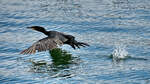 Mitte August 2023 konnte ich in Sassnitz diesen Kormoran beim Wasserstart beobachten.