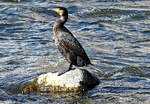 Kormoran auf einem Felsen in der Ahr bei Bad Neuenahr - 03.03.2024