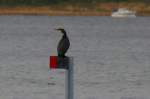 Ein Kormoran im Jugendkleid.