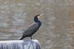 Ein Kormoran sitzt auf einem Schiffspoller an der Maas in Maastricht.
