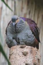 Jamaika-Erdtaube (Geotrygon versicolor) am 4.6.2010 im Vogelpark Steinen.