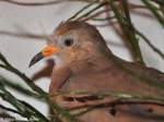 Perutubchen (Columbina crziana) auf der Landesvogelschau Recklinghausen (Januar 2014).