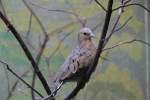 Zwergtubchen (Columbina minuta) am 25.2.2010 im Zoologischen Garten Berlin.