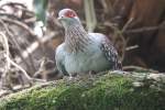 Guineataube (Columba guinea) am 4.6.2010 im Vogelpark Steinen.