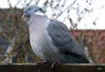 Diese Ringeltaube (Columba palumbus) fotografiert  im heimischen Garten Mrz 2013.