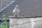 Nachbars Taube auf dem Schuppen (RHEINE, Kreis Steinfurt/Deutschland, 07.07.2013)