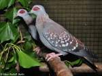 Guineataube (Columba guinea) auf der Landesvogelschau Recklinghausen (Januar 2014).