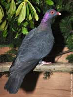 Metallicataube (Columba vitiensis metallica) auf der Landesvogelschau Recklinghausen (Januar 2014).