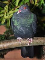 Metallicataube (Columba vitiensis metallica) auf der Landesvogelschau Recklinghausen (Januar 2014).