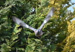 Ringeltaube beim Abflug von einem Baum  - 04.03.2021