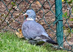 Ringeltaube bei der Futtersuche im Garten - 17.04.2021