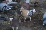 Eine Nrnberger Lerche (Columba livia f.