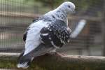 Felsentaube (Columba livia) am 14.4.2010 im Vogelpark Dielheim-Balzfeld.