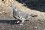 Ringeltaube (Columba palumbus) im Tierpark Berlin.