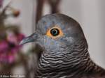 Timortubchen (Geopelia maugeus) auf der Landesvogelschau Recklinghausen (Januar 2014).