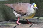 Celebes-Erdtaube (Gallicolumba tristigmata) am 4.6.2010 im Vogelpark Steinen.