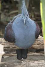 Blauschopf-Krontaube (Goura cristata) am 18.4.2010 im Tierpark Berlin.