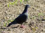 Taube befindet sich in einem Maisfeld auf Futtersuche;120509