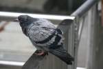 Diese Strassentaube (Columba livia) ruht sich auf einem Gelnder aus und macht keine Anstalten wegzufliegen.