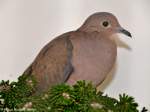 Ohrflecktaube (Zenaida auriculata) auf der Landesvogelschau Recklinghausen (Januar 2014).