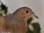 Socorrotaube (Zenaida graysoni) auf der Landesvogelschau Recklinghausen (Januar 2014).