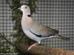 Sudan-Trauertaube oder Trillertaube (Streptopelia decipiens) auf der Landesvogelschau Recklinghausen (Januar 2014).