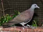 Madagaskar-Turteltaube (Streptopelia picturata) auf der Landesvogelschau Recklinghausen (Januar 2014).