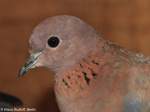 Palmtaube (Streptopelia senegalensis) auf der Landesvogelschau Recklinghausen (Januar 2014).