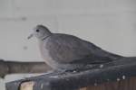 Trkentaube (Streptopelia decaocto) am 26.4.2010 im Vogelpark Eggenstein-Leopoldshafen.