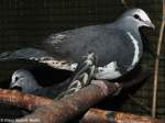 Wongataube (Leucosarcia melanoleuca) auf der Landesvogelschau Recklinghausen (Januar 2014).