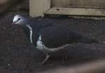 Wongataube (Leucosarcia melanoleuca) am 25.2.2010 im Zoo Berlin.