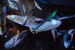 Walmodelle im Ozeaneum, unter anderem zu sehen ein 26 Meter groer Blauwal, ein 16 Meter groer weiblicher Buckelwal, ein 10 Meter groer Schwertwal.