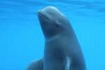 Weiwal oder Beluga (Delphinapterus leucas) am 3.10.2010 im Marineland in Niagara Falls,ON.