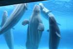 Eine Gruppe Belugas (Delphinapterus leucas) schaut neugierig was oberhalb des Wassers los ist.